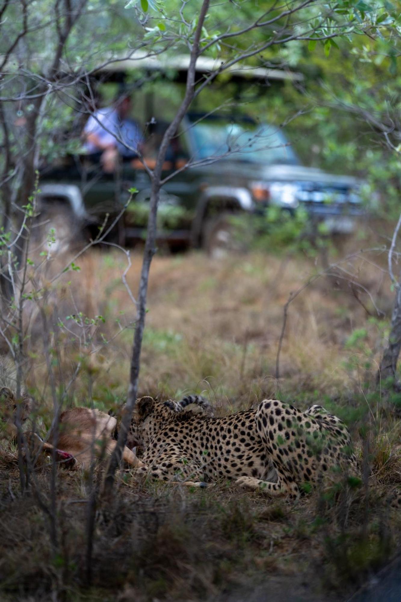 Sediba Luxury Safari Lodge ヴェルハヴォンデン・ゲーム・リザーブ エクステリア 写真