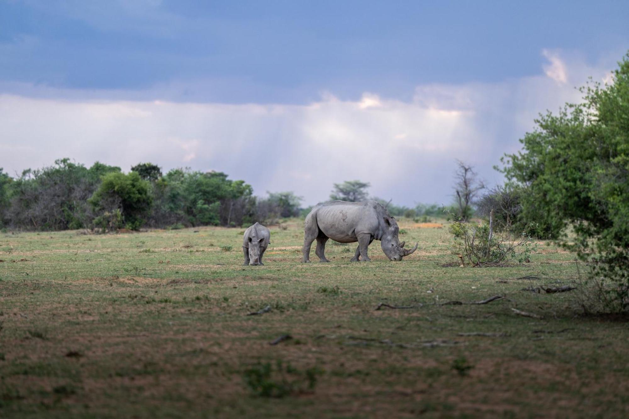 Sediba Luxury Safari Lodge ヴェルハヴォンデン・ゲーム・リザーブ エクステリア 写真