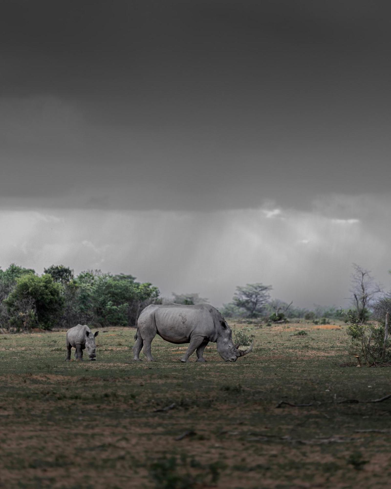 Sediba Luxury Safari Lodge ヴェルハヴォンデン・ゲーム・リザーブ エクステリア 写真