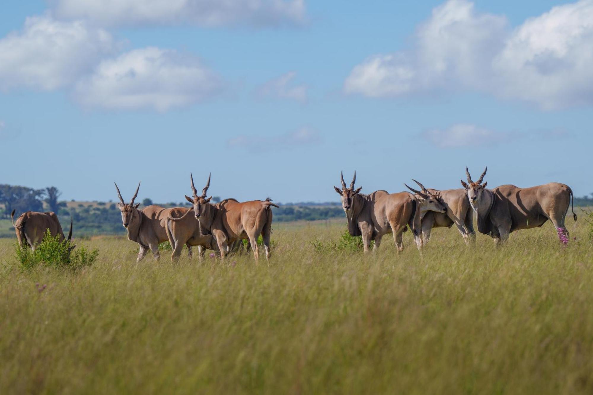 Sediba Luxury Safari Lodge ヴェルハヴォンデン・ゲーム・リザーブ エクステリア 写真