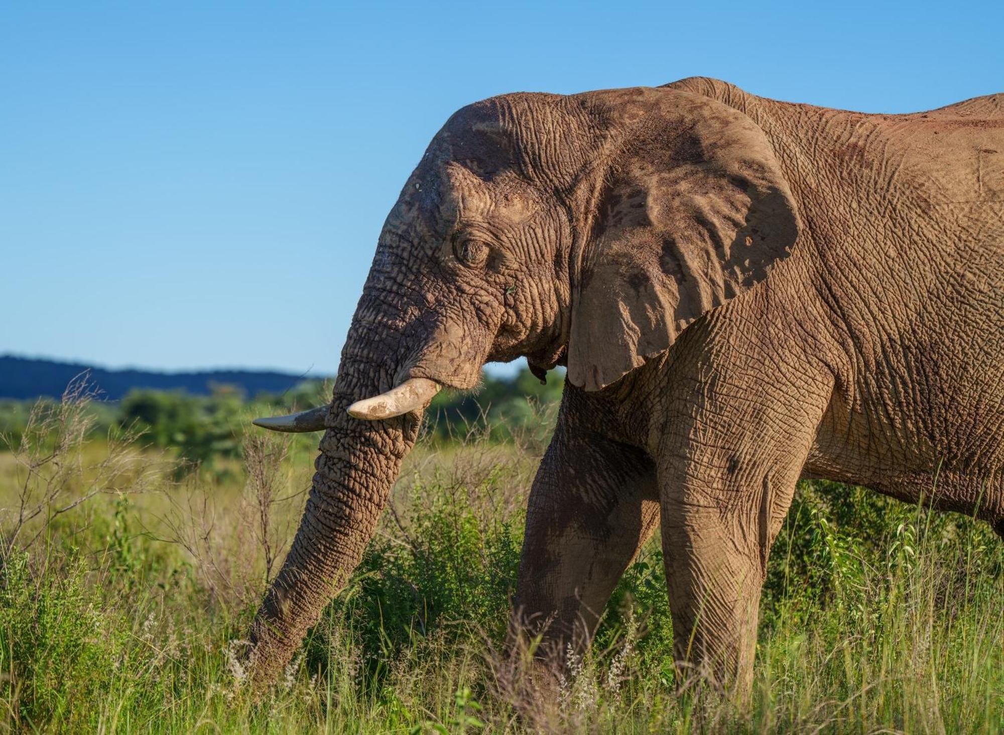 Sediba Luxury Safari Lodge ヴェルハヴォンデン・ゲーム・リザーブ エクステリア 写真