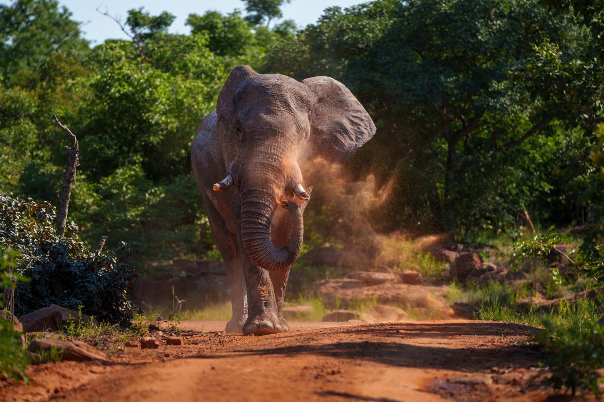 Sediba Luxury Safari Lodge ヴェルハヴォンデン・ゲーム・リザーブ エクステリア 写真